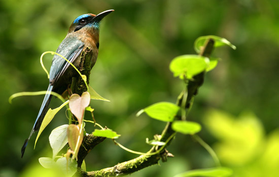 Tropical Wildlife and flora surrounds the beaches here in Dominical